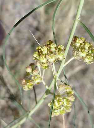 Rusby's milkweed(Asclepias rusbyi)