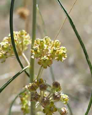 Rusby's milkweed(Asclepias rusbyi)