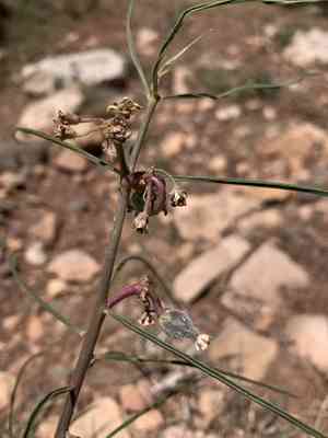 Rusby's milkweed(Asclepias rusbyi)