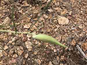 Rusby's milkweed(Asclepias rusbyi)