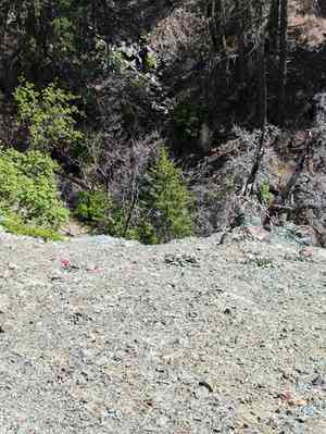 Serpentine milkweed(Asclepias solanoana)