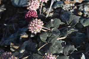 Serpentine milkweed(Asclepias solanoana)