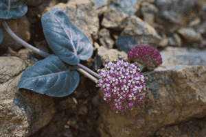 Serpentine milkweed(Asclepias solanoana)