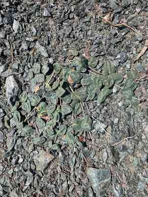 Serpentine milkweed(Asclepias solanoana)