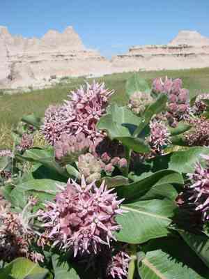 Showy milkweed(Asclepias speciosa)
