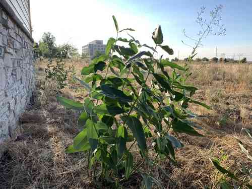 Showy milkweed(Asclepias speciosa)