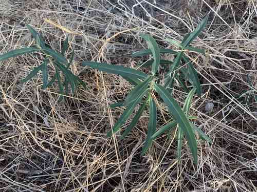 Showy milkweed(Asclepias speciosa)
