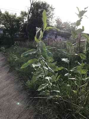 Showy milkweed(Asclepias speciosa)