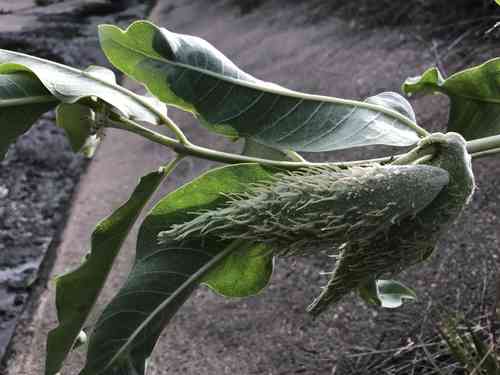 Showy milkweed(Asclepias speciosa)