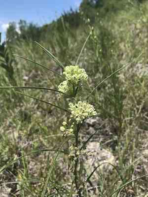Slimleaf milkweed(Asclepias stenophylla)