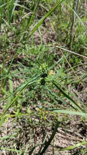 Slimleaf milkweed(Asclepias stenophylla)