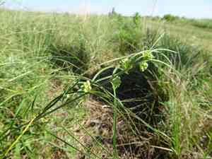 Slimleaf milkweed(Asclepias stenophylla)