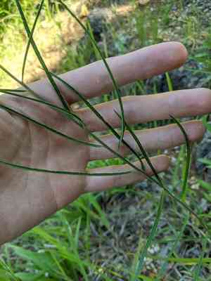 Slimleaf milkweed(Asclepias stenophylla)