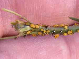 Rush milkweed(Asclepias subulata)