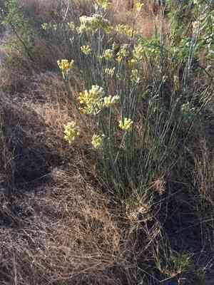 Rush milkweed(Asclepias subulata)