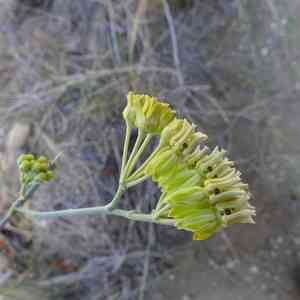Rush milkweed(Asclepias subulata)