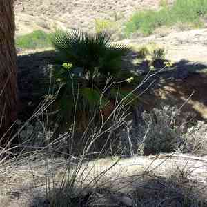 Rush milkweed(Asclepias subulata)