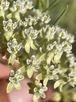 Horsetail milkweed(Asclepias subverticillata)