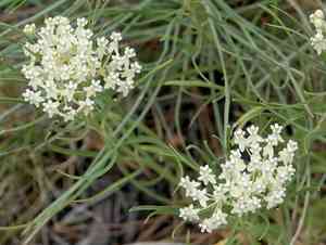 Horsetail milkweed(Asclepias subverticillata)