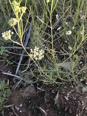 Horsetail milkweed(Asclepias subverticillata)