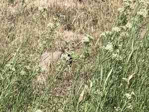 Horsetail milkweed(Asclepias subverticillata)