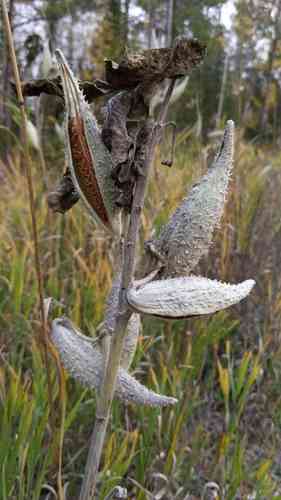 Common milkweed(Asclepias syriaca)