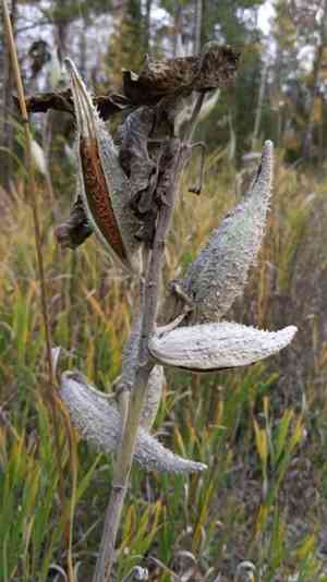 Common milkweed(Asclepias syriaca)