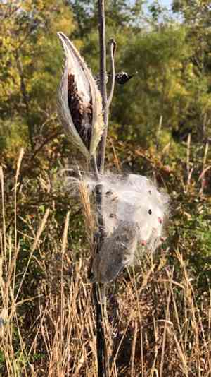 Common milkweed(Asclepias syriaca)