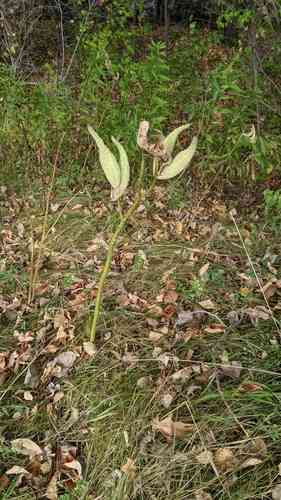 Common milkweed(Asclepias syriaca)