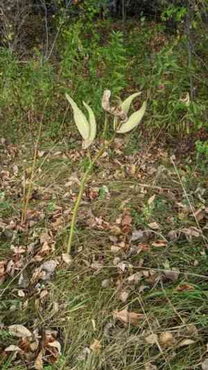 Common milkweed(Asclepias syriaca)