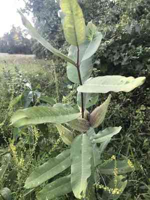 Common milkweed(Asclepias syriaca)