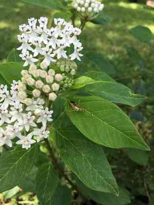 Texas milkweed(Asclepias texana)