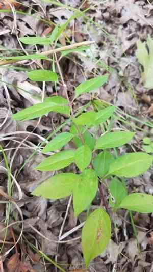 Texas milkweed(Asclepias texana)