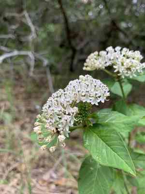Texas milkweed(Asclepias texana)