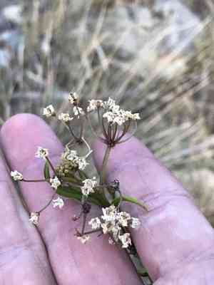 Texas milkweed(Asclepias texana)