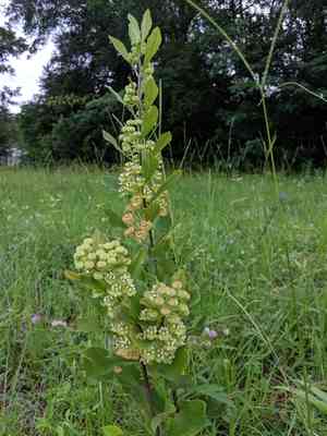 Tuba milkweed(Asclepias tomentosa)