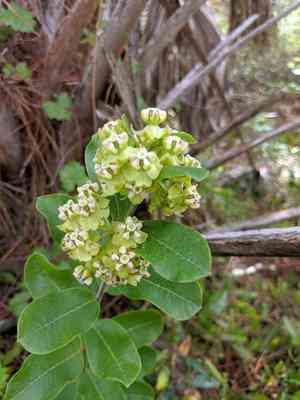 Tuba milkweed(Asclepias tomentosa)