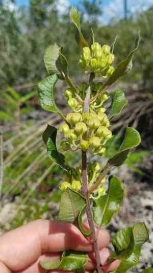 Tuba milkweed(Asclepias tomentosa)