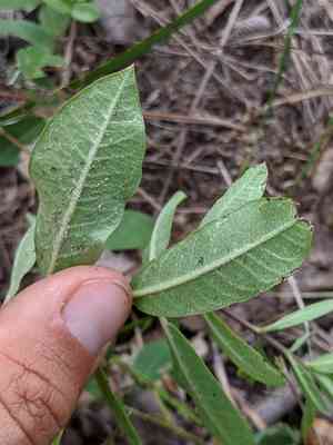 Tuba milkweed(Asclepias tomentosa)
