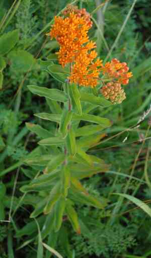 Butterfly weed(Asclepias tuberosa)