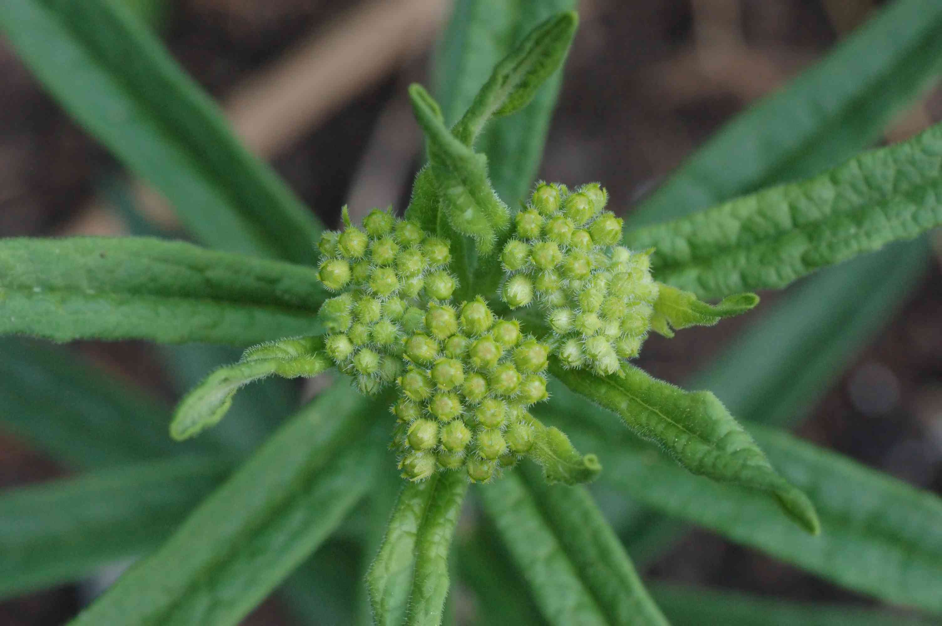 Butterfly weed(Asclepias tuberosa)