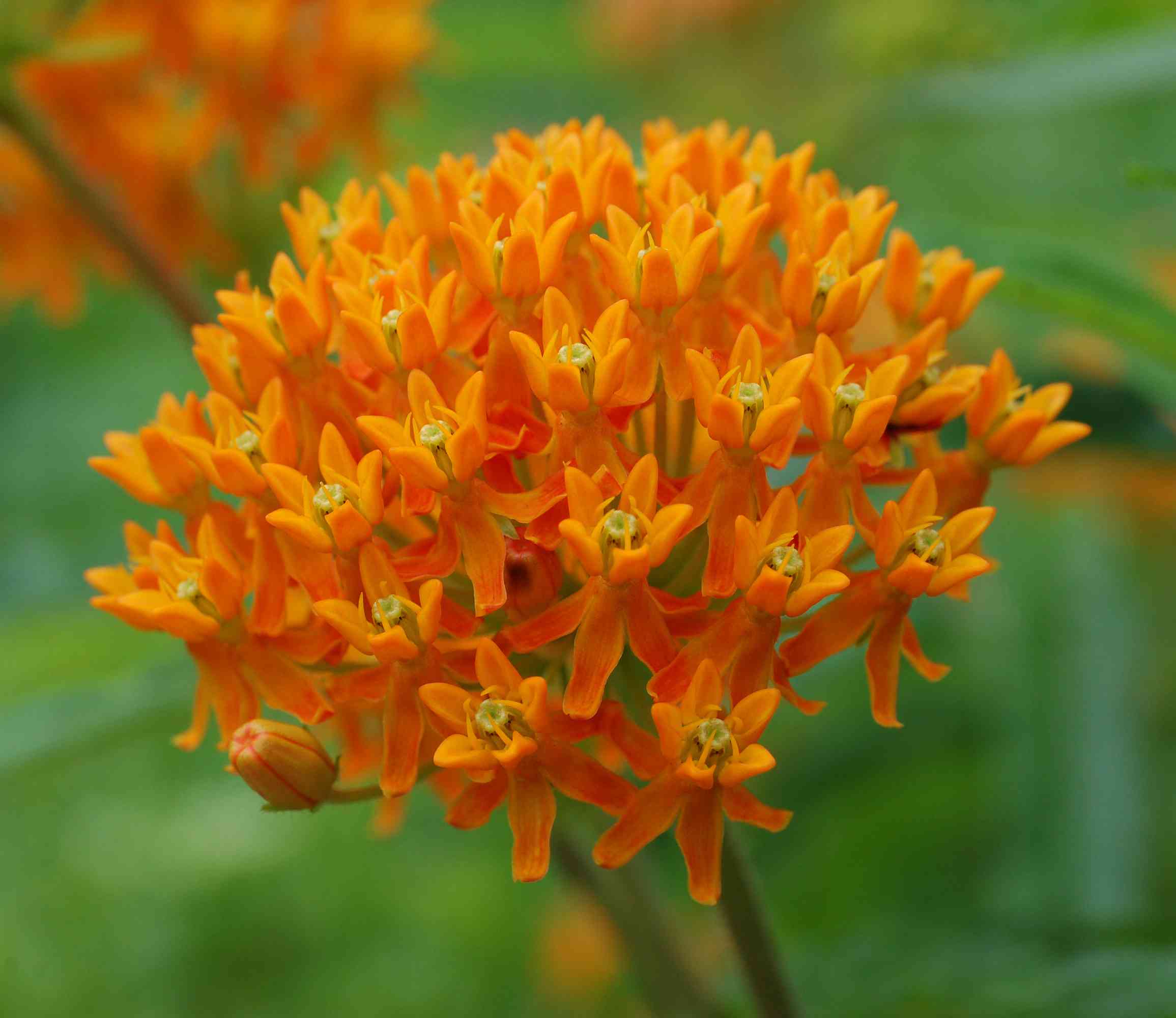 Butterfly weed(Asclepias tuberosa)