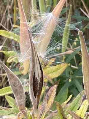 Butterfly weed(Asclepias tuberosa)