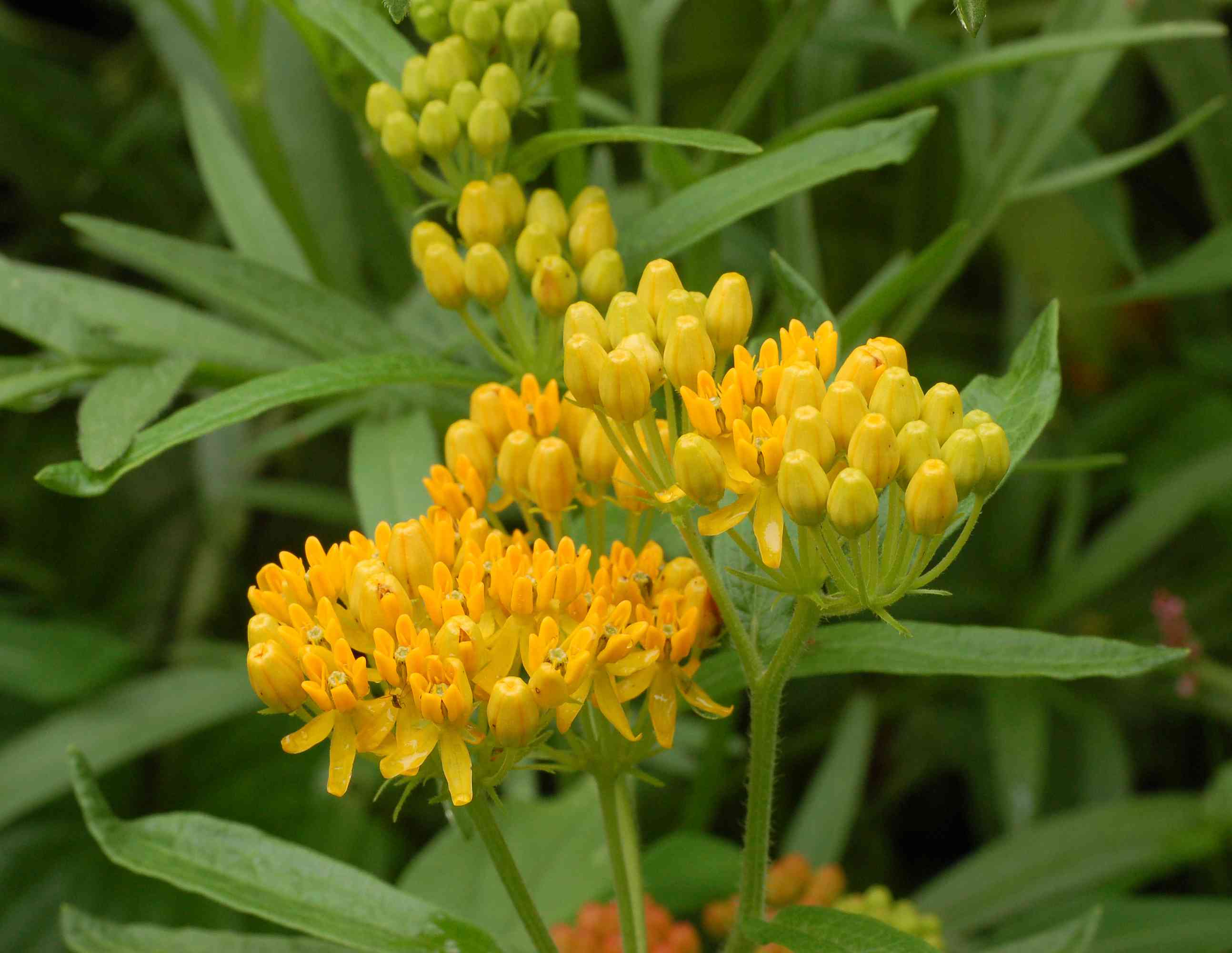 Butterfly weed(Asclepias tuberosa)