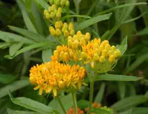 Butterfly weed(Asclepias tuberosa)