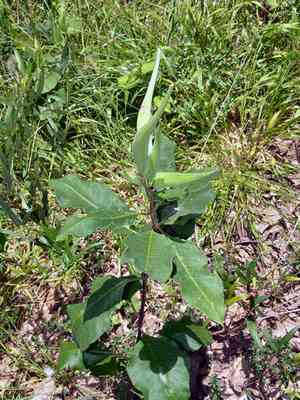 Redring milkweed(Asclepias variegata)