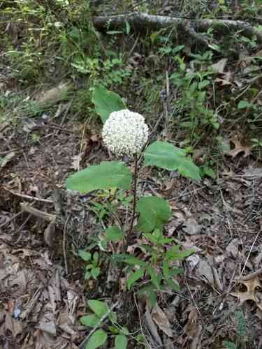 Redring milkweed(Asclepias variegata)