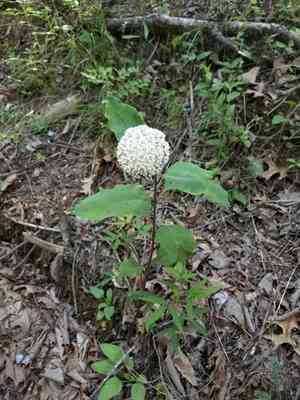 Redring milkweed(Asclepias variegata)