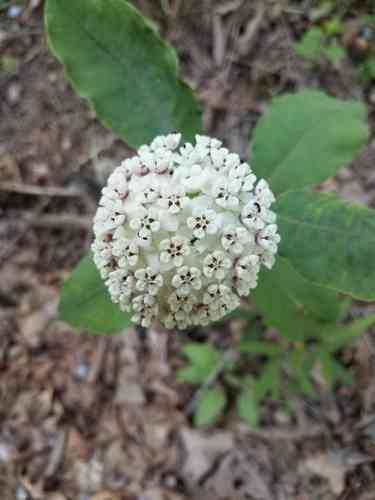 Redring milkweed(Asclepias variegata)
