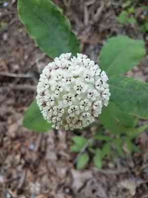 Redring milkweed(Asclepias variegata)